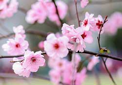 春分開什么花？春分什么花開？