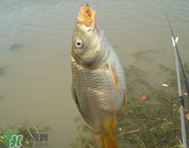 三月份釣鯉魚好釣嗎？3月份釣鯉魚用什么好？