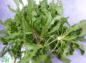 薺菜葉子黃了能吃嗎？薺菜發黃能吃嗎？