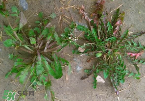 野生薺菜長什么樣？野生薺菜怎么識別？