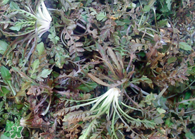 腎結(jié)石能吃薺菜嗎？腎結(jié)石可以吃薺菜嗎？