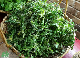 腎結(jié)石能吃薺菜嗎？腎結(jié)石可以吃薺菜嗎？