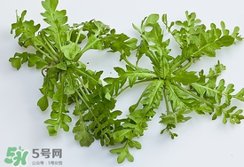 薺菜有蟲(chóng)子嗎？薺菜根有蟲(chóng)子嗎？