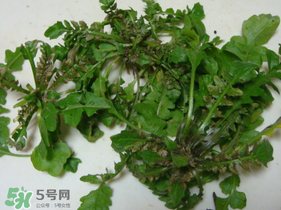 薺菜有蟲(chóng)子嗎？薺菜根有蟲(chóng)子嗎？