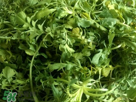 薺菜怎么保存？薺菜可以曬干存放嗎？