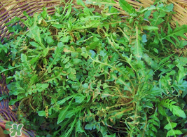 薺菜怎么保存？薺菜可以曬干存放嗎？