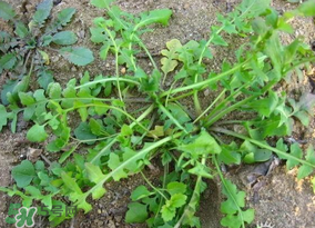 薺菜怎么保鮮？新鮮薺菜如何保鮮？