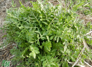 薺菜什么季節(jié)有？薺菜什么時候上市？