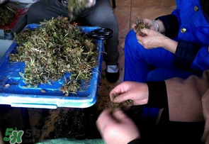 薺菜什么季節(jié)有？薺菜什么時候上市？