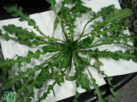 薺菜什么時候播種？薺菜什么時候挖？