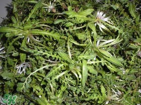 薺菜什么時候播種？薺菜什么時候挖？