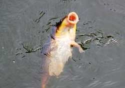 三月份釣鯉魚好釣嗎？3月份釣鯉魚用什么好？