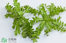 薺菜是什么菜？薺菜是什么野菜？