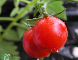 薺菜可以和西紅柿一起吃嗎？薺菜和西紅柿一起吃好嗎？