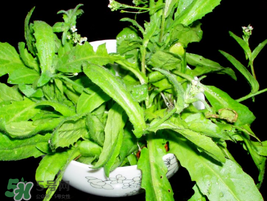 薺菜能和青菜一起吃嗎？薺菜和青菜一起吃好嗎？