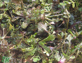 薺菜上有白點(diǎn)能吃嗎？薺菜背面有白點(diǎn)是什么？