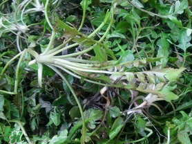 薺菜上有黑點能吃嗎？薺菜葉子上的黑點怎么回事？