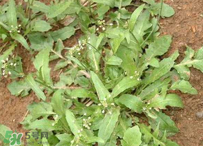 薺菜上的蟲(chóng)子可以吃嗎？薺菜有蟲(chóng)能吃嗎？
