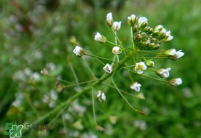 薺菜上的蟲(chóng)子可以吃嗎？薺菜有蟲(chóng)能吃嗎？