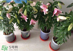 3月份可以種百合花嗎？百合幾月種植？