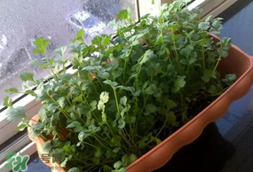 三月份可以種香菜嗎？香菜幾月份播種？