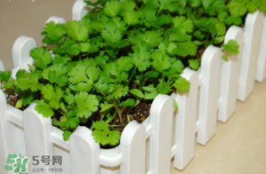 三月份可以種香菜嗎？香菜幾月份播種？