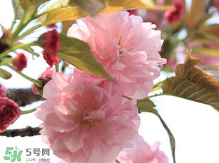 四月份還有櫻花嗎？四月份哪里有櫻花？