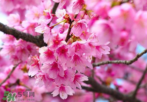 四月份還有櫻花嗎？四月份哪里有櫻花？
