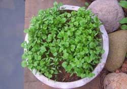 三月份可以種香菜嗎？香菜幾月份播種？