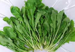薺菜能和青菜一起吃嗎？薺菜和青菜一起吃好嗎？