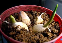 3月份可以種大蒜嗎？三月份種什么農(nóng)作物？