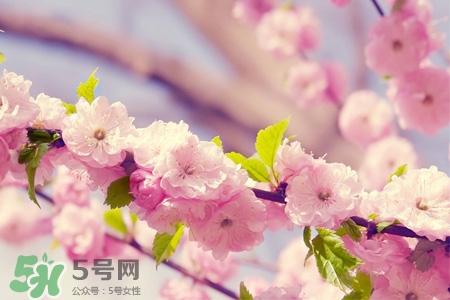 桃花酒什么時候喝好？桃花酒什么時間喝最好？