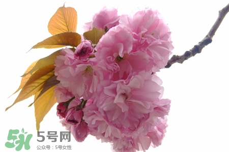 桃花酒什么時候喝好？桃花酒什么時間喝最好？