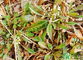 薺菜不能和什么一起吃？薺菜和什么相克？