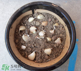 春天可以種大蒜嗎？春天什么時候種大蒜？