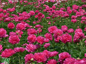 春天能種芍藥嗎？芍藥幾月種植？
