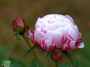 春天能種芍藥嗎？芍藥幾月種植？