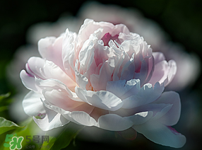 春天能種芍藥嗎？芍藥幾月種植？