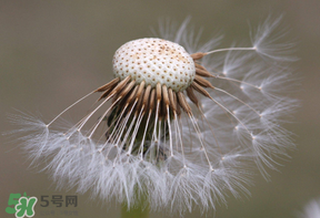 蒲公英多少錢一斤？蒲公英多少錢一克？
