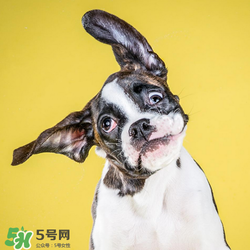 狂犬疫苗多少錢？狂犬疫苗價格？