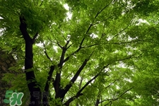 植樹節(jié)種樹要注意什么？植樹要注意哪些細(xì)節(jié)？