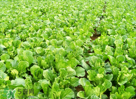 春天能種白菜嗎？春天白菜什么時間種植？