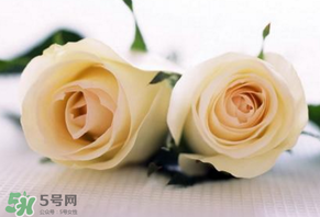 白色情人節送什么花？白色情人節送白玫瑰合適嗎？
