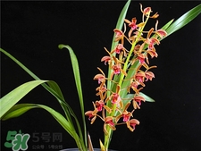 蘭花品種？蘭花有多少品種？