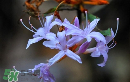 蘭花品種？蘭花有多少品種？