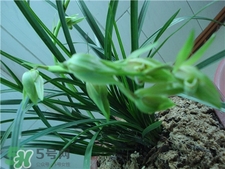 蘭花品種？蘭花有多少品種？