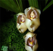 蘭花品種？蘭花有多少品種？