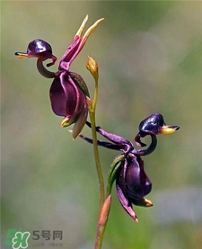 蘭花品種？蘭花有多少品種？