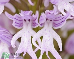 蘭花品種？蘭花有多少品種？