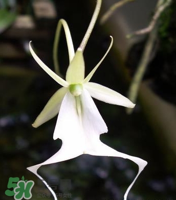 蘭花品種？蘭花有多少品種？